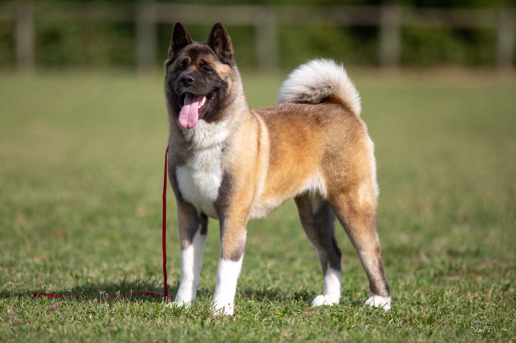 Krav addict undisputed godess Galadriel's Angels