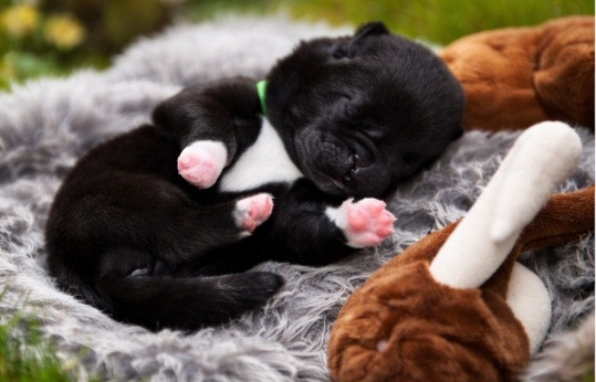 Galadriel's Angels - Chiots disponibles - Akita americain