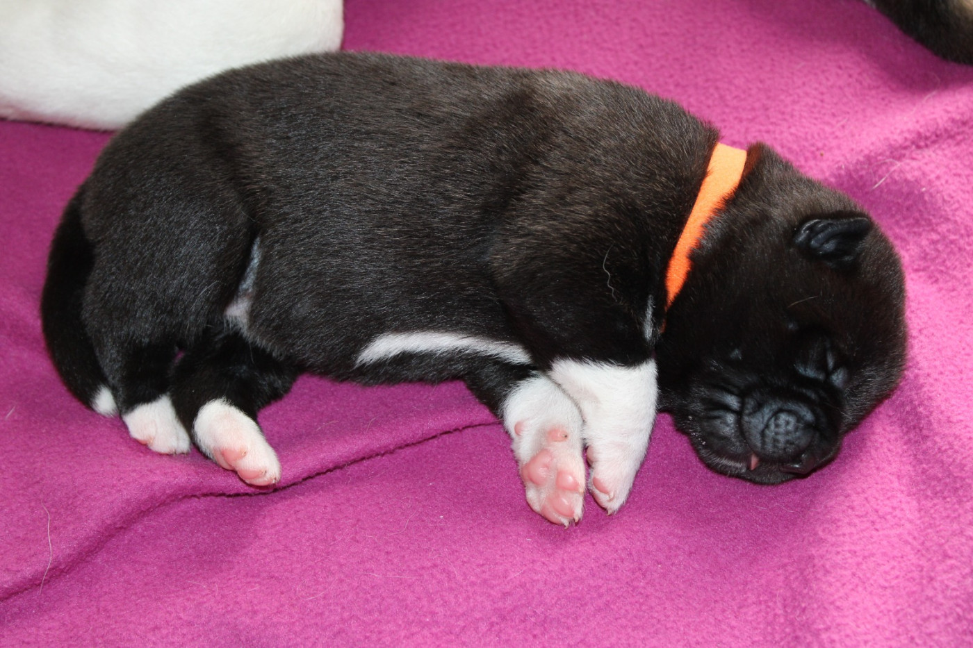 Galadriel's Angels - Chiots disponibles - Akita americain