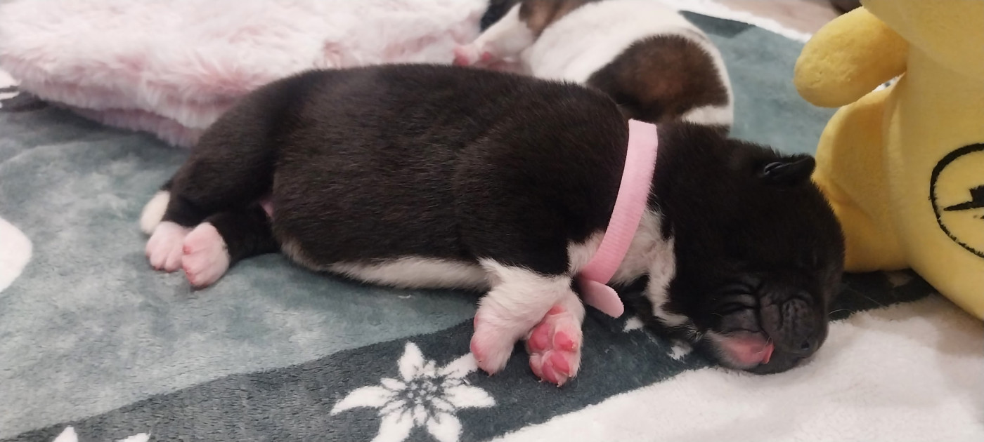 Galadriel's Angels - Chiots disponibles - Akita americain