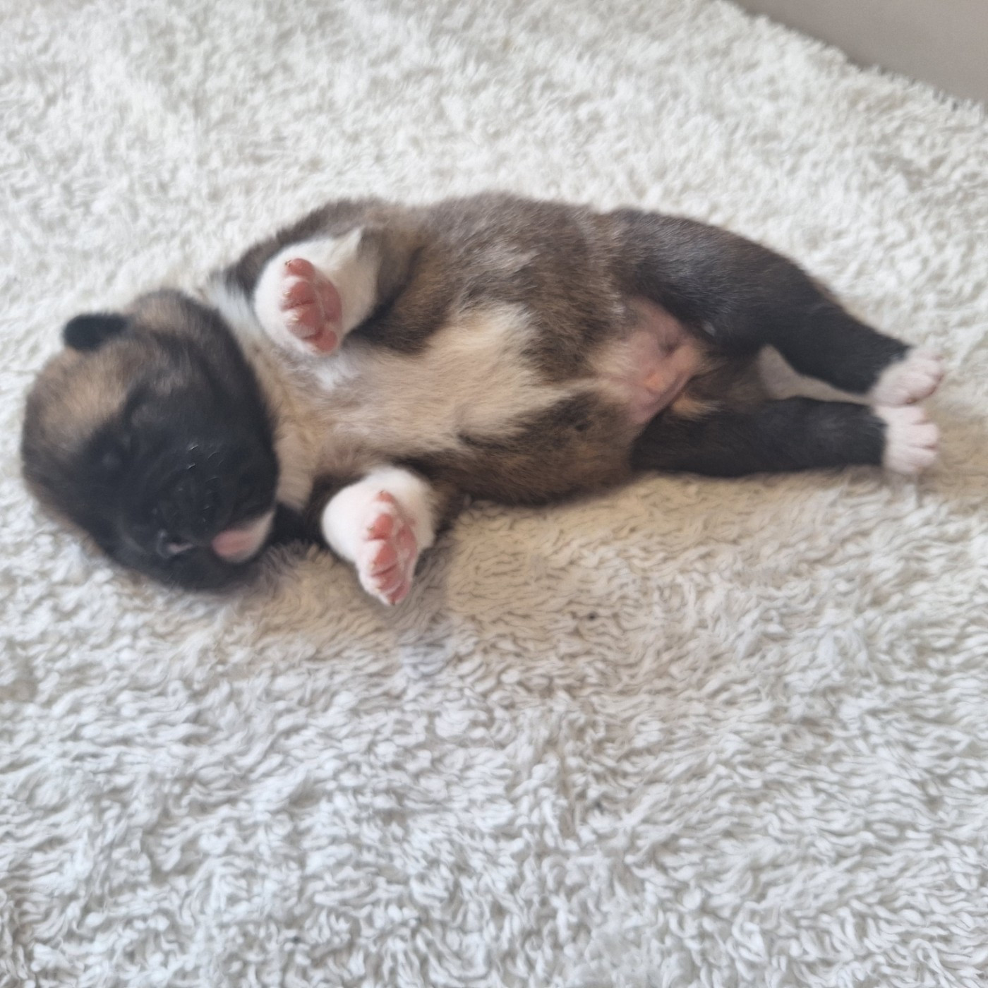 Galadriel's Angels - Chiots disponibles - Akita americain