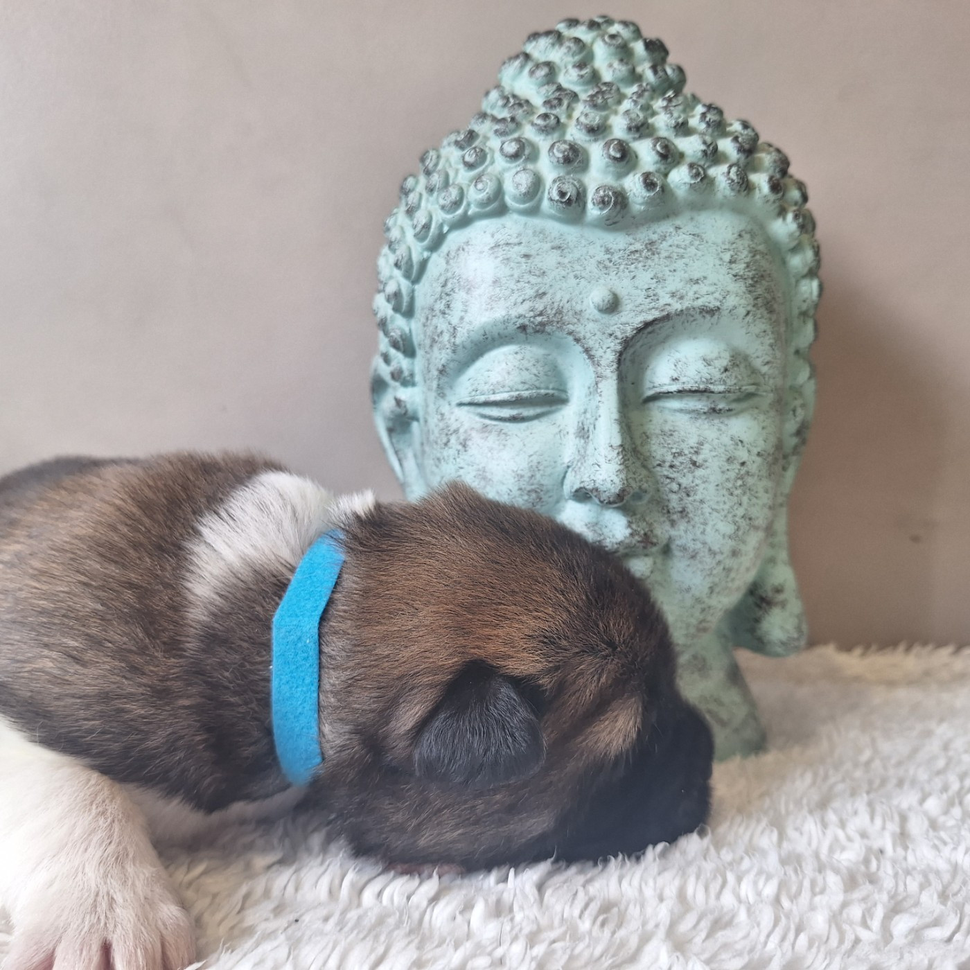 Galadriel's Angels - Chiots disponibles - Akita americain