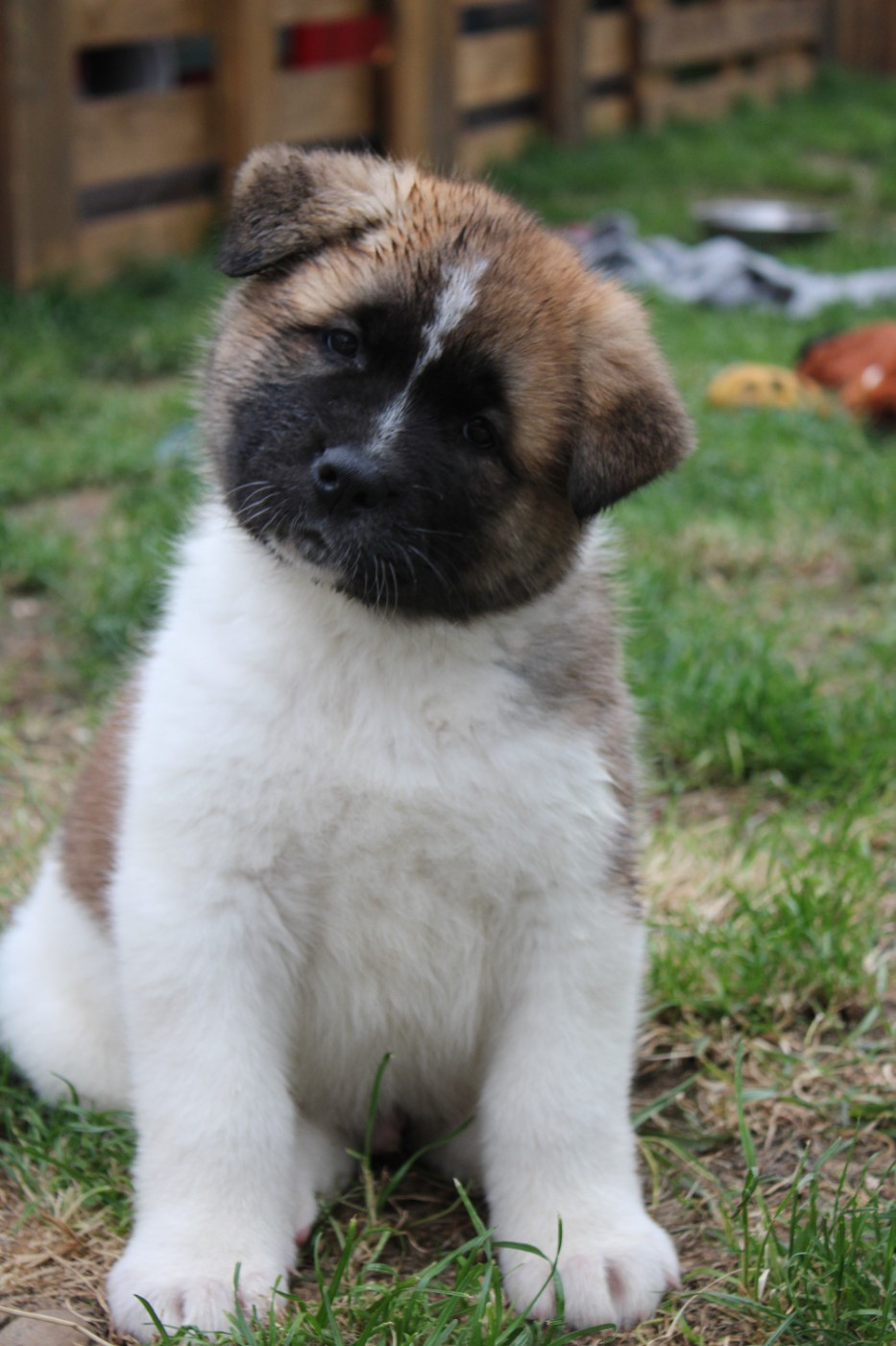 Galadriel's Angels - Chiots disponibles - Akita americain