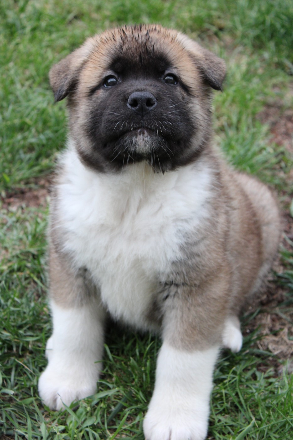 Galadriel's Angels - Chiots disponibles - Akita americain