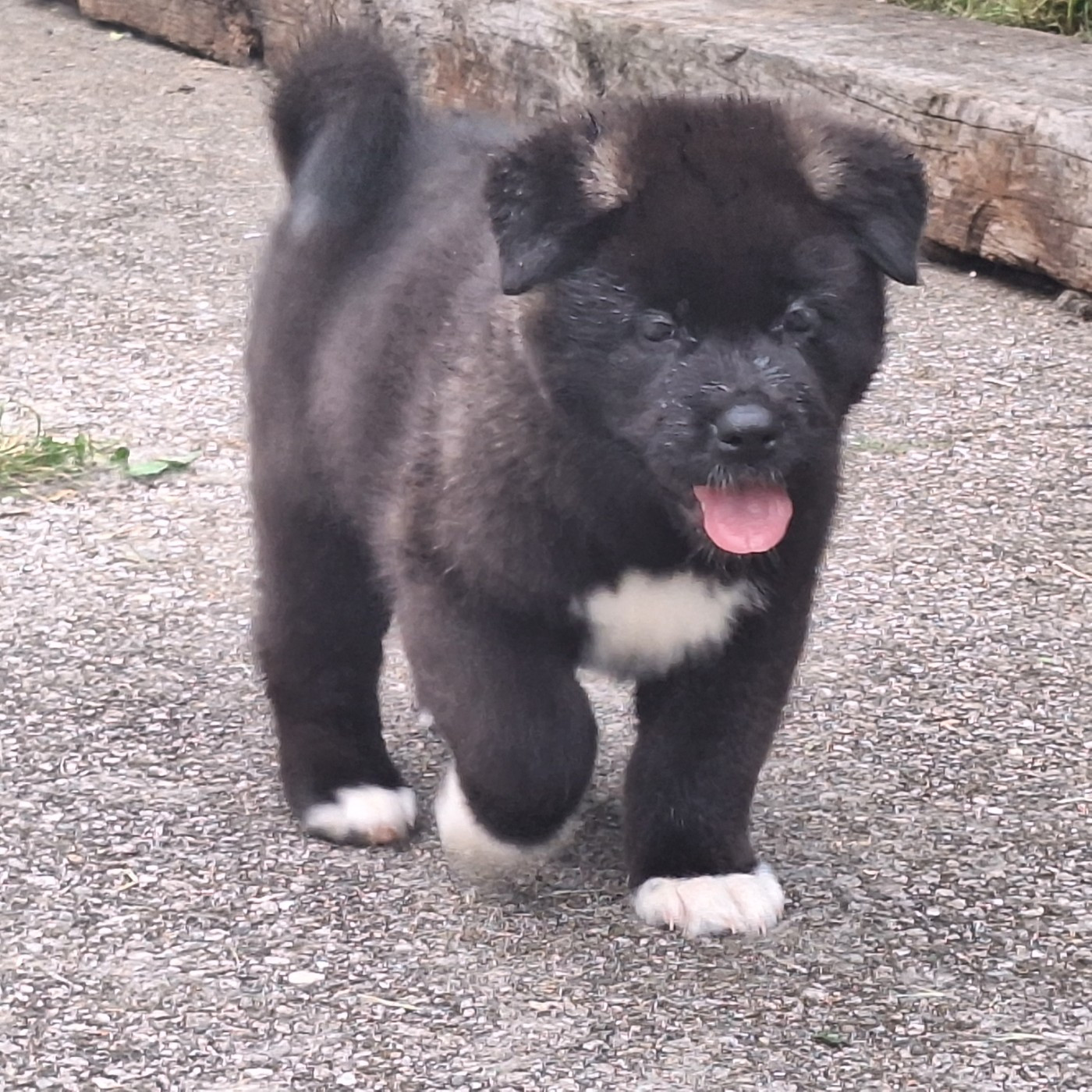 Galadriel's Angels - Chiots disponibles - Akita americain